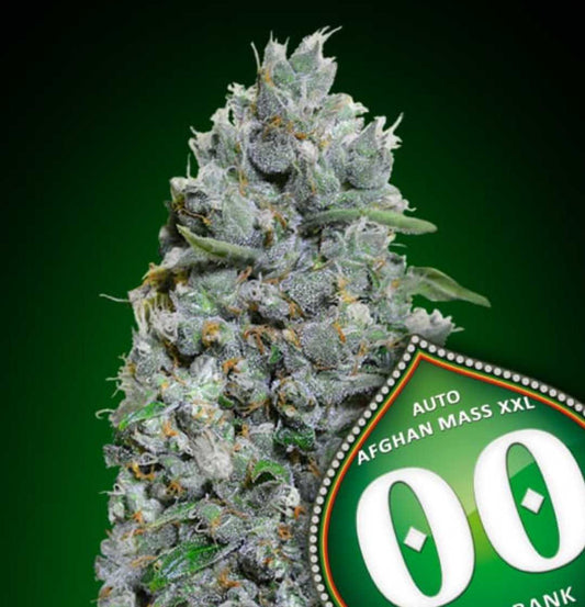 Dicht mit Harz überzogene Auto Afghan Mass XXL Blüte mit dicken, frostigen Buds und orangefarbenen Blütenhärchen.