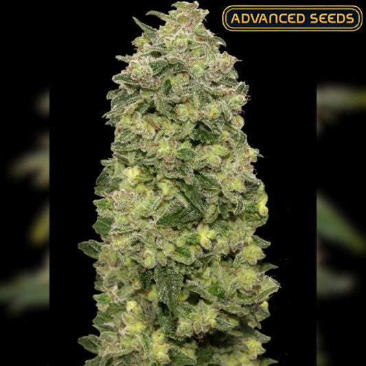 Dichte, harzige Blüte der Auto Afghan Skunk mit grünen und orangefarbenen Tönen und kräftiger Struktur.
