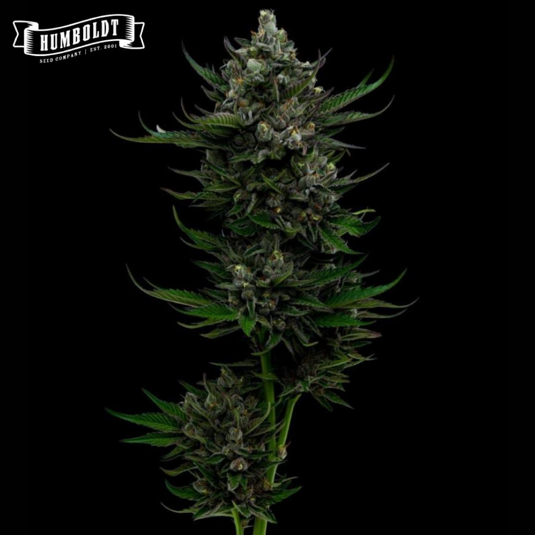 Dichte Auto All Gas Cannabisblüte mit harzigen Buds und dunkelgrünen Blättern