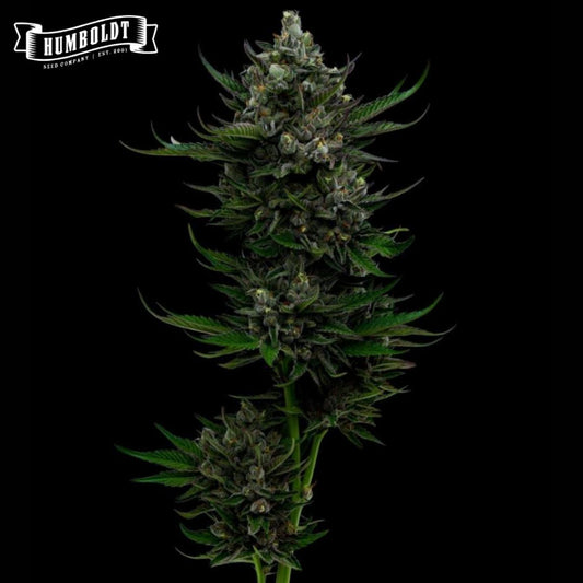 Dichte Auto All Gas Cannabisblüte mit harzigen Buds und dunkelgrünen Blättern