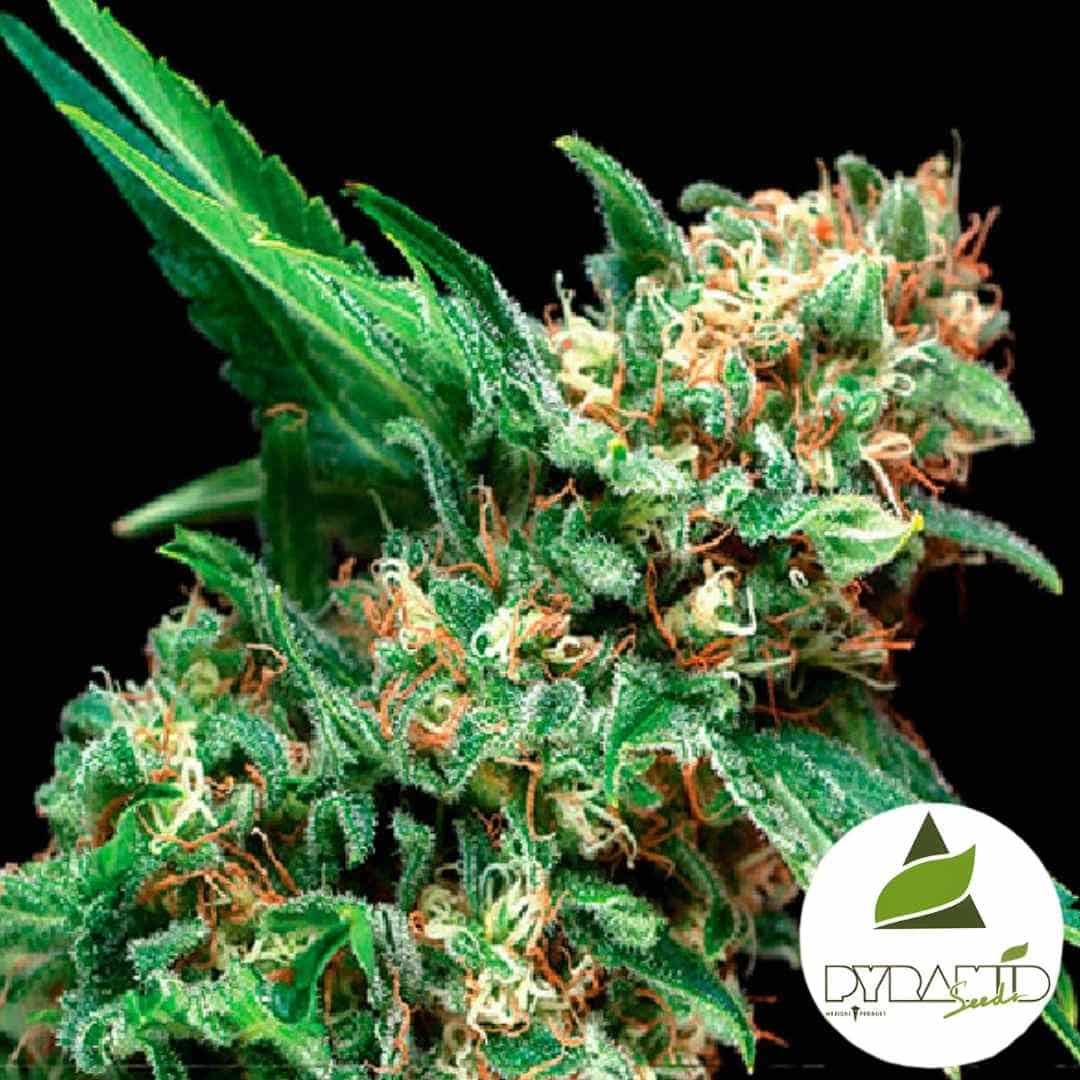 Auto Alpujarreña: Harzige Auto Alpujarreña Blüte mit dichten grünen Buds und orangefarbenen Blütenhaaren.