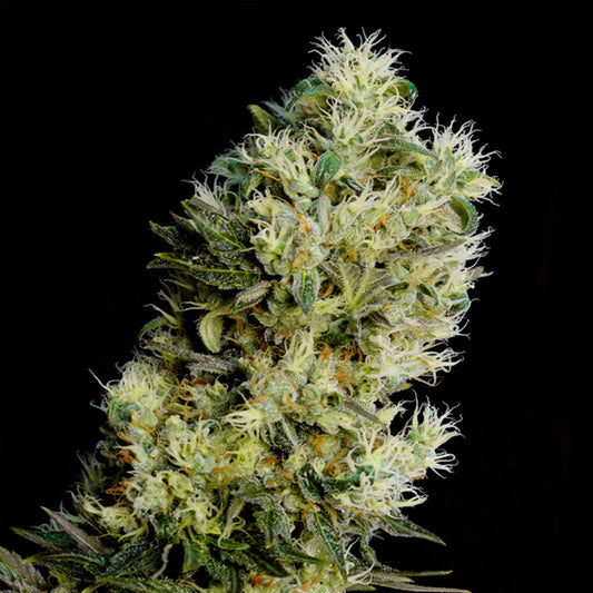 Die Blüte der Auto Amnesia Bilbo zeigt dichte, harzige Knospen mit vielen weißen Trichomen und grünem Blattwerk.