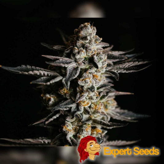 Dichte Auto Amnesia Haze Blüte mit violetten Zuckerblättern und dicker Schicht aus funkelnden Trichomen.