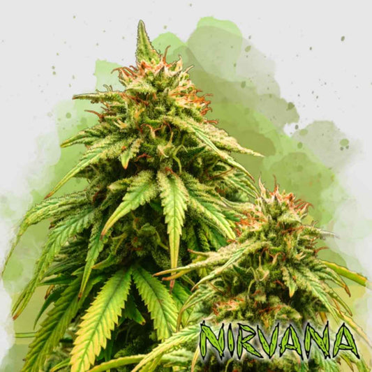 Nahaufnahme einer blühenden Auto Amnesia Haze Pflanze mit dichten, harzreichen Buds und orangefarbenen Blütenhaaren