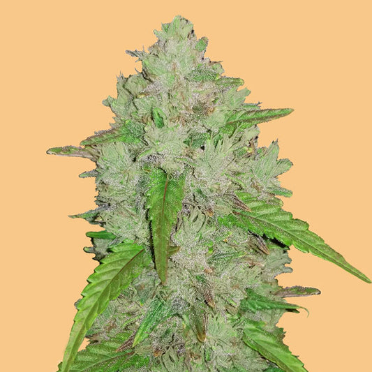 Harziger Hauptbud von Auto Amnesia Haze mit dichten Trichomen vor pfirsichfarbenem Hintergrund