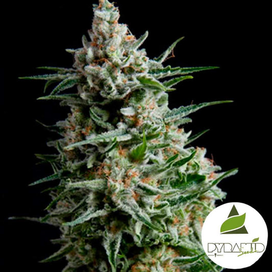 Auto Anesthesia Bud mit dichten Harzschichten und orangefarbenen Blütenhaaren