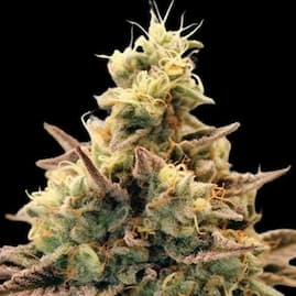 Nahaufnahme der harzigen Auto Animal Zookies Blüte mit violett-grünen Blättern und dichten Trichomen vor schwarzem Hintergrund.