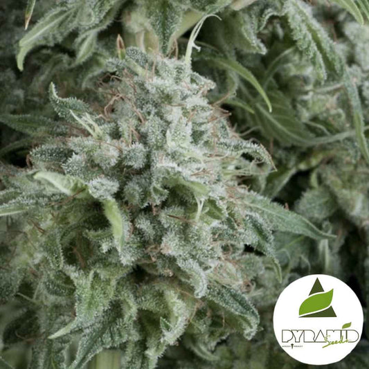 Harzige Auto Anubis Blüte mit dichten Trichomen und orangefarbenen Härchen