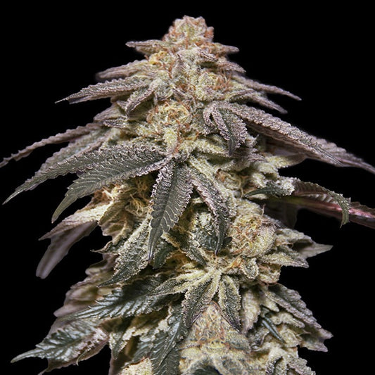 Frostige Auto Apple Banana Blüte mit dichten Trichomen, orangefarbenen Härchen und gezackten dunkelgrünen Blättern.