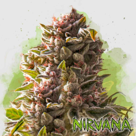 Dichte Auto Aurora Indica Blüte mit dicker Harzschicht und orangefarbenen Blütenhaaren