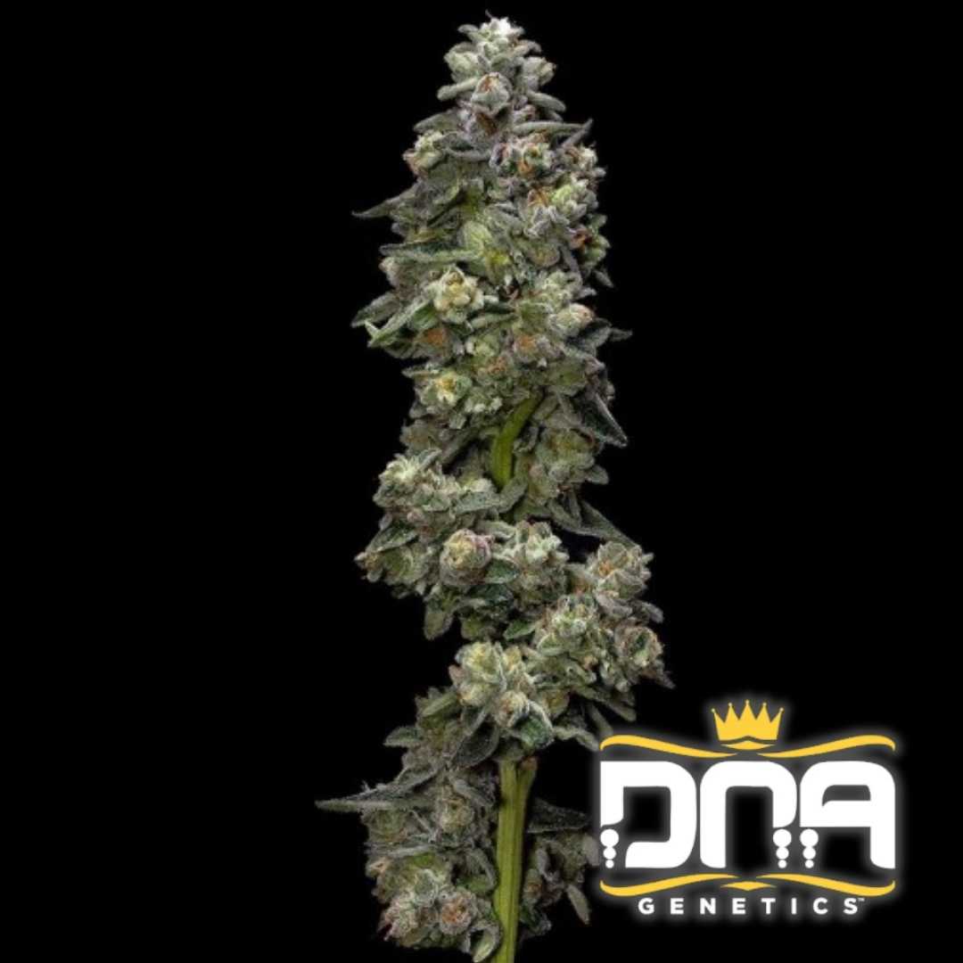 Dichte Auto Bakers Delight Blüte mit harzigen Trichomen und kompakten, grünen Knospen