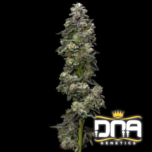 Dichte Auto Bakers Delight Blüte mit harzigen Trichomen und kompakten, grünen Knospen