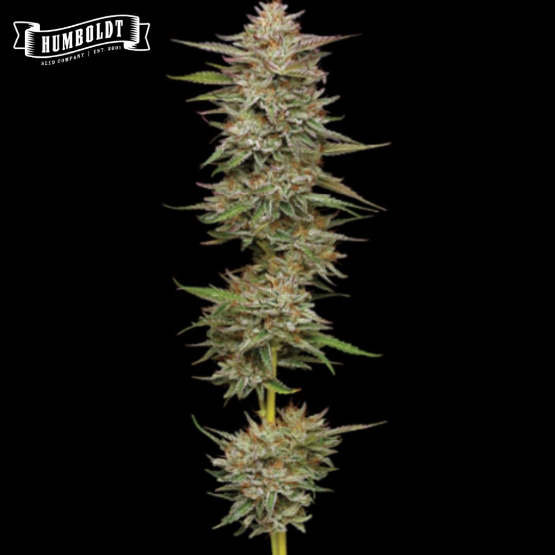 Auto Banana OG Blüte mit dichtem, harzigem Hauptbud und feinen orangefarbenen Härchen