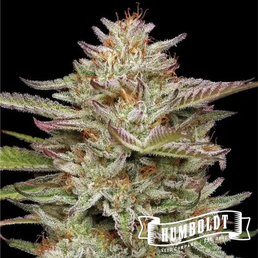 Auto Banana OG (Humboldt Seeds Organization) feminisiert