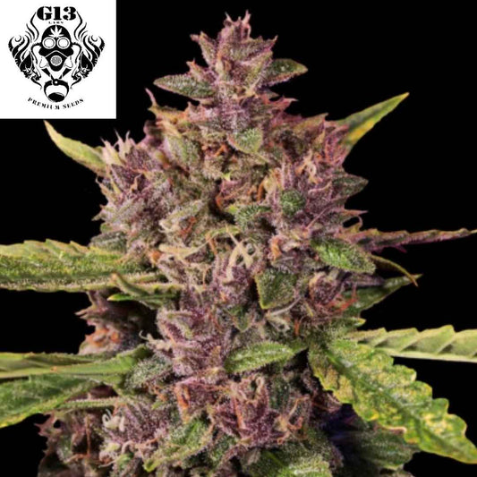 Auto Berry Cannabis Blüte mit violetten und grünen Buds und sichtbaren Trichomen an kompakter Autoflower Pflanze