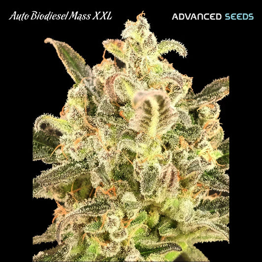 Kompakte, frostige Auto Biodiesel Mass XXL-Blüte mit kristallinen Trichomen und orangefarbenen Haaren auf dunklen Zuckerblättern.