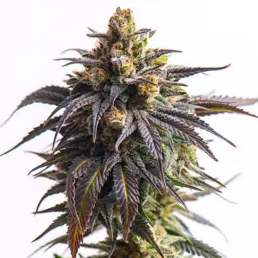 Auto Biscotti von Vision Seeds mit kompakter, harziger Cannabisblüte und violetten Akzenten.