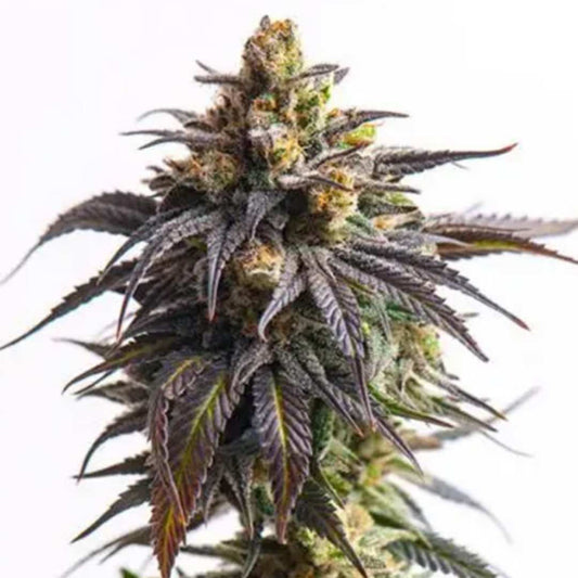 Auto Biscotti von Vision Seeds mit kompakter, harziger Cannabisblüte und violetten Akzenten.