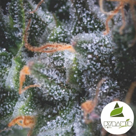 Harzige Auto Black Cherry Punch Blüte mit dichten Trichomen und orangefarbenen Blütenhärchen