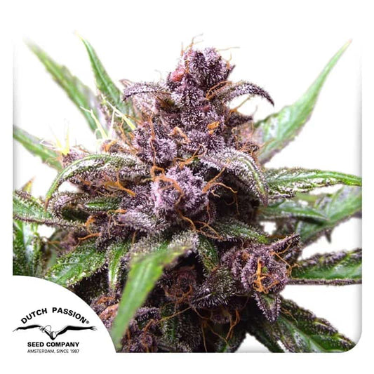Lila-grüne Blüte der Auto Blackberry Kush mit dichten Harzschichten und orangen Blütenstempeln