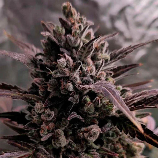 Dichte Auto Blue Cheese Blüte mit lilafarbenen Zuckerblättern und dicker Harzschicht unter LED-Licht in der Blütephase.