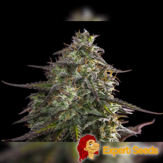 Dichte Auto Blue Cheese Blüte mit violett-grünen Nuancen, dicken Trichomen und orangen Blütenhärchen.