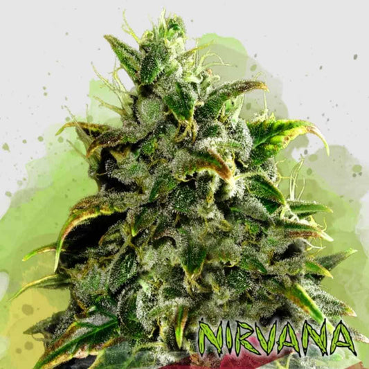 Dicht bewachsene Auto Blue Dream Blüte mit leuchtend grünen Blättern und dicker Harzschicht.