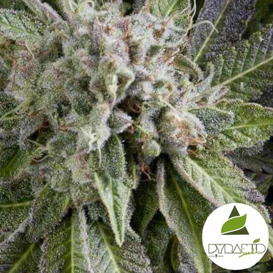 Auto Blue Pyramid Blüte mit dichten Harztrichomen und kristallinen Blättern in voller Reife