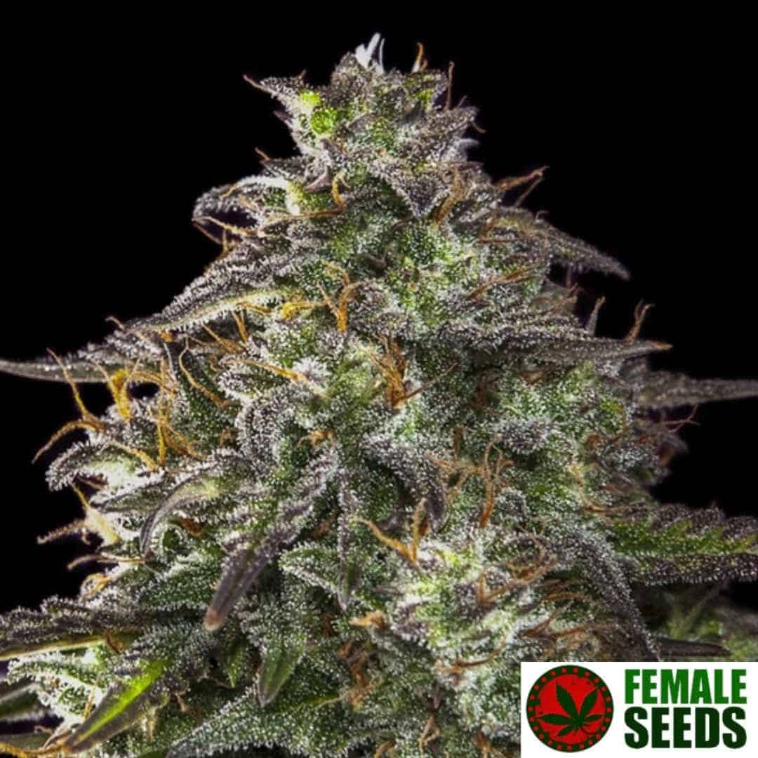 Harzige Auto Blueberry Cheesecake Blüte mit dichten Buds, violetten Zuckerblättern und orangefarbenen Pistillen kurz vor der Ernte