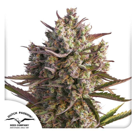Harzige Auto Blueberry Hauptblüte mit lila Zuckerblättern und dichten, frostigen Trichomen.