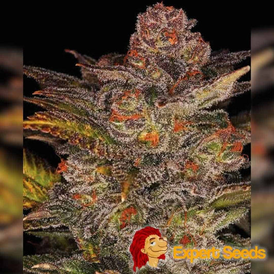 Dicht bewachsene Auto Blueberry Glue Blüte mit violetten Nuancen, orangefarbenen Härchen und glitzernden Trichomen.