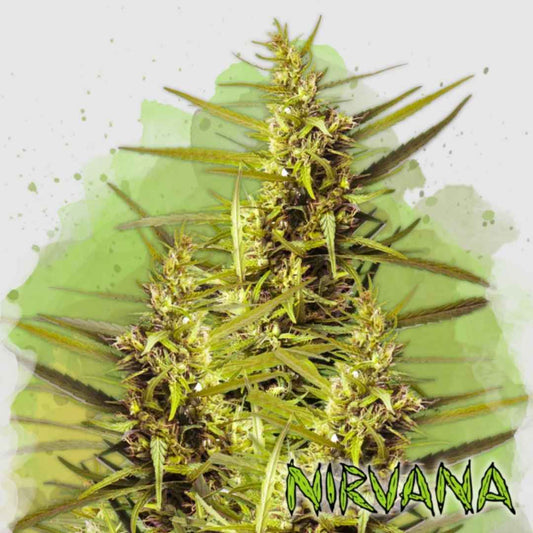 Dichte Auto Blueberry Kush Pflanze mit harzigen, grün-violetten Buds und leuchtend grünen Blättern