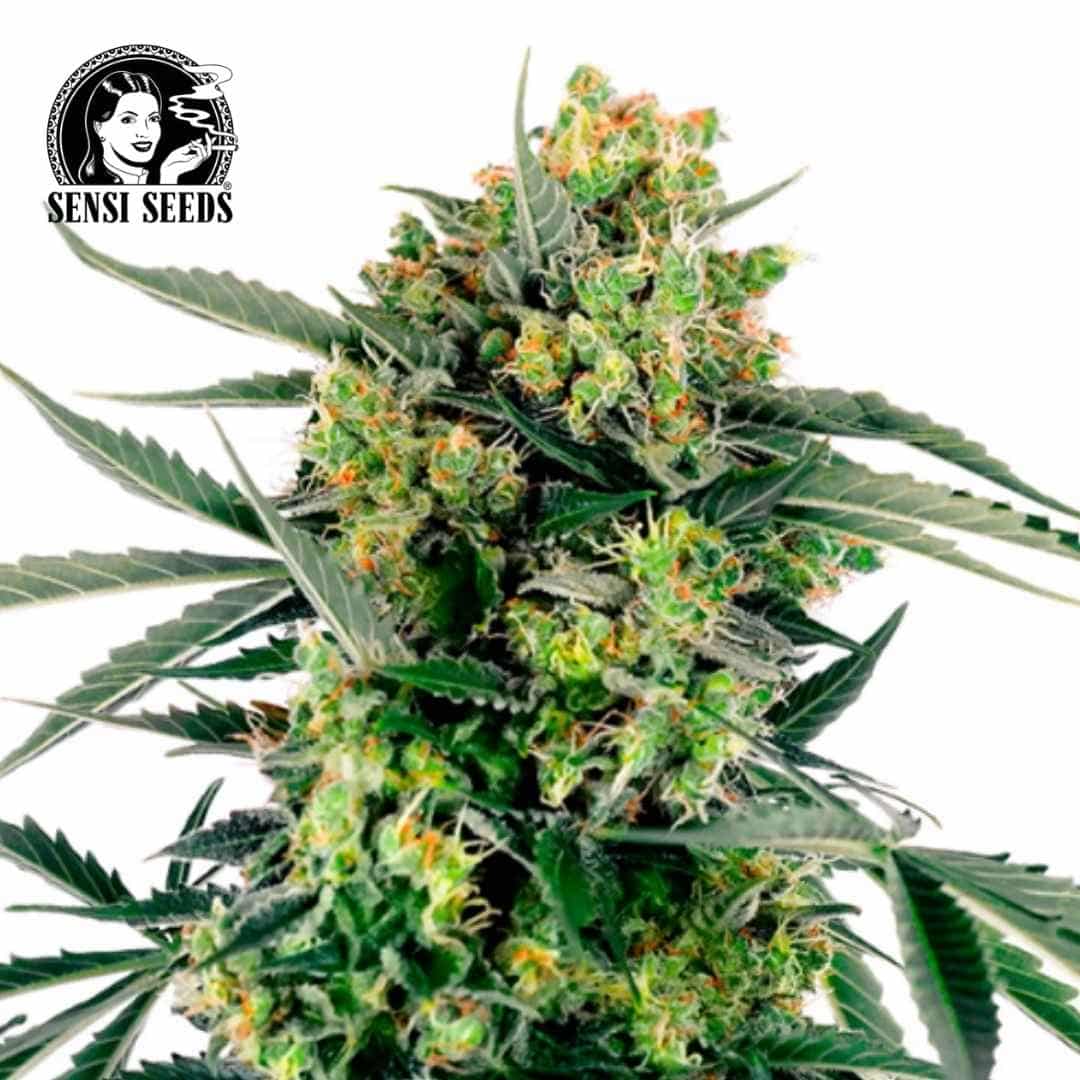 Blueberry Zkittlez Auto Blüte mit harzigen grünen Buds und orangefarbenen Blütenhärchen