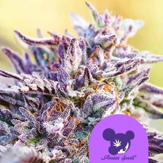 Auto BubbleGum Blüte mit violetten Kristallen und Harz überzogenen Blättern in Nahaufnahme
