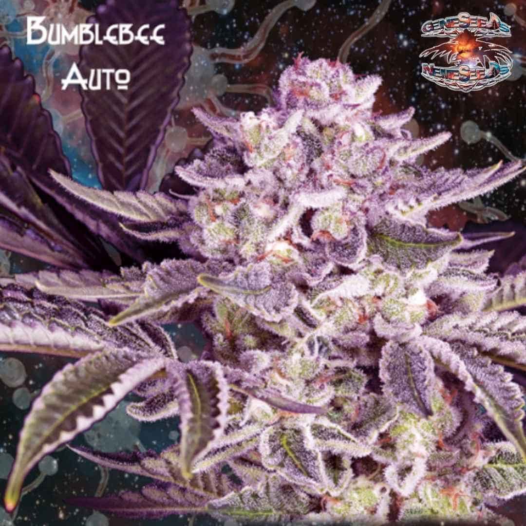 Auto Bumblebee Cannabisblüte mit violetten Zuckerblättern und dichter Harzschicht