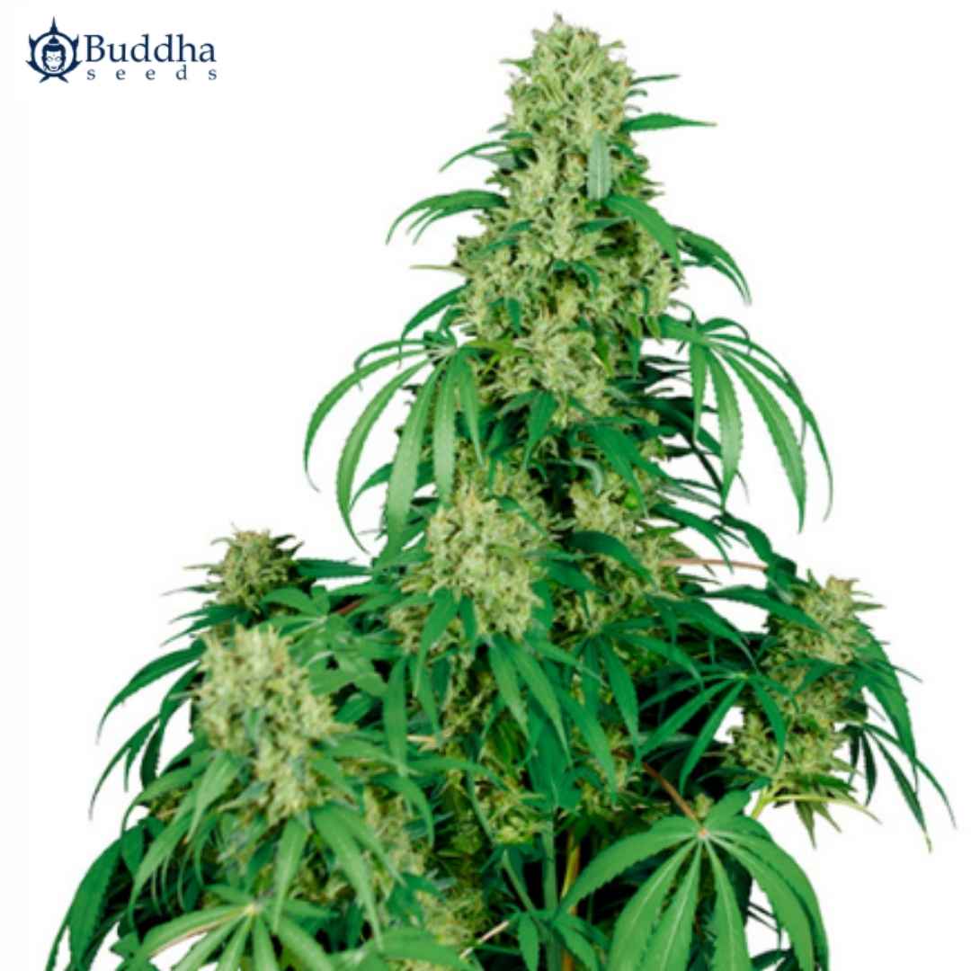 Auto Calamity Jane Cannabispflanze mit langen Blättern und dichten, hellgrünen Blüten