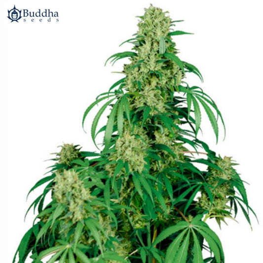 Auto Calamity Jane Cannabispflanze mit langen Blättern und dichten, hellgrünen Blüten