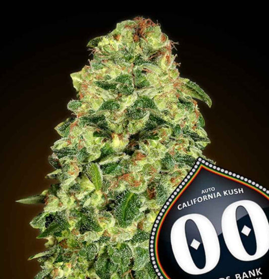 Kompaktes Bud mit dichten Harzkristallen und orangefarbenen Blütenstempeln der Sorte Auto California Kush von 00 Seeds.