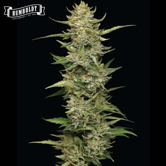 Auto California Sour Diesel Blüte mit dichten, harzigen Buds und schmalen grünen Zuckerblättern