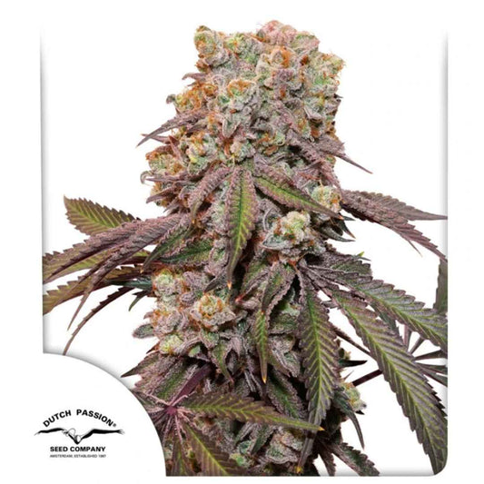 Dichte Auto Candy Bubatz XL Blüte mit violetten Blättern, orangen Härchen und glitzernden Harzkristallen.