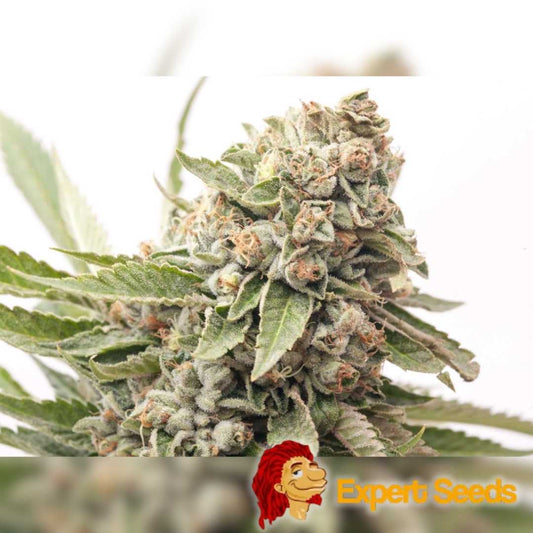 Nahaufnahme einer harzreichen Auto Cheese Blüte mit dichten grünen Buds und orangefarbenen Blütenhaaren