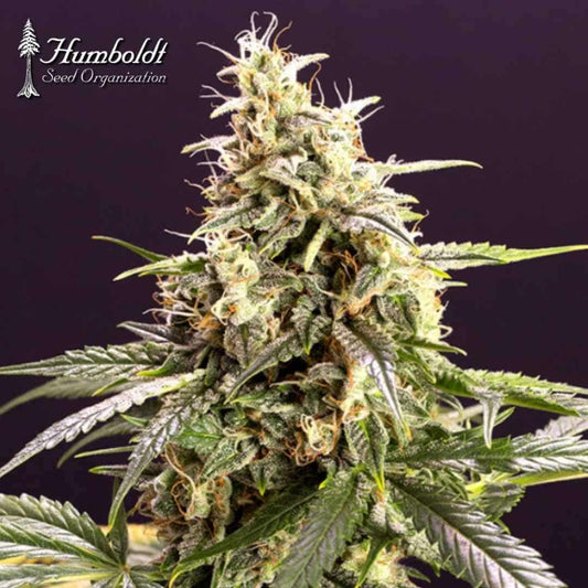 Auto Chem Bomb Blüte mit dichten, harzigen Buds, orangefarbenen Stempeln und grünen Zuckerblättern