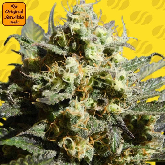 Cherry Alien Auto mit kompakter, harziger Blüte, dichten Buds, orangefarbenen Stempeln und sichtbaren Trichomen