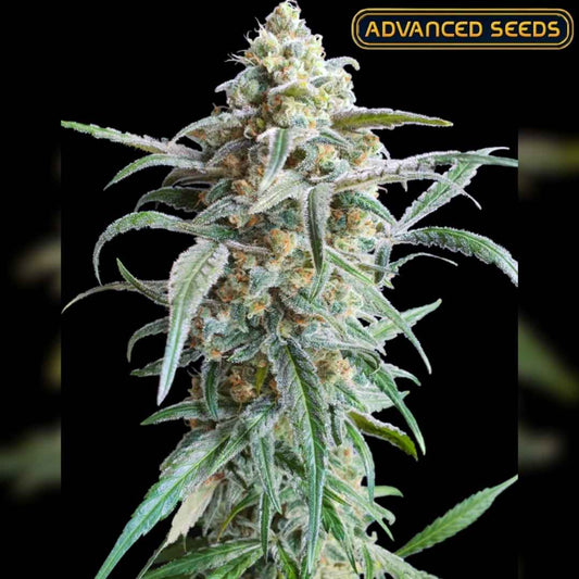 Harzige Auto Cherry Pie Blüte mit dichten, kristallbedeckten Buds und orangefarbenen Blütenhaaren