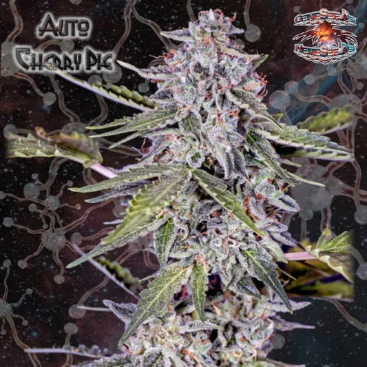 Auto Cherry Pie Blüte mit harzigen Buds, dichten Trichomen und orangefarbenen Härchen