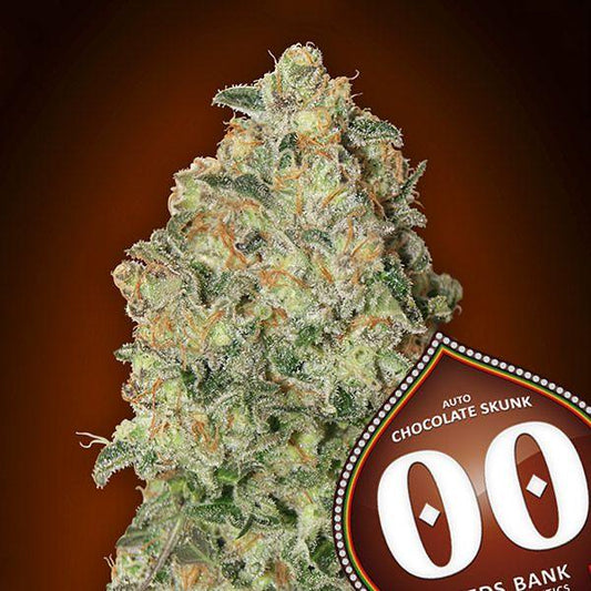 Nahaufnahme einer dichten Auto Chocolate Skunk Blüte mit dicker Harzschicht und leuchtend orangefarbenen Blütenhärchen.