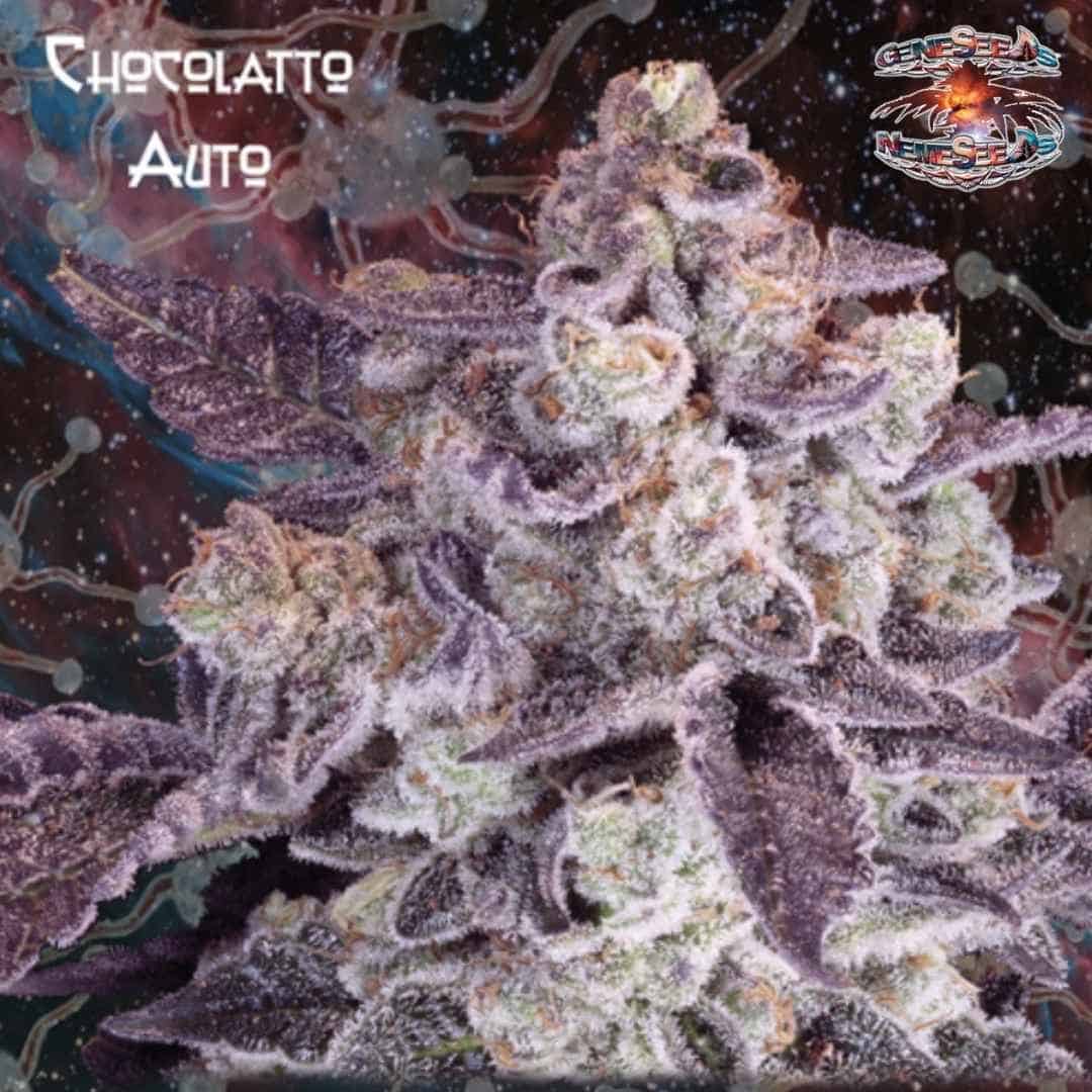 Auto Chocolatto Blüte mit frostigen Trichomen, violetten Zuckerblättern und kompakten Harzkelchen