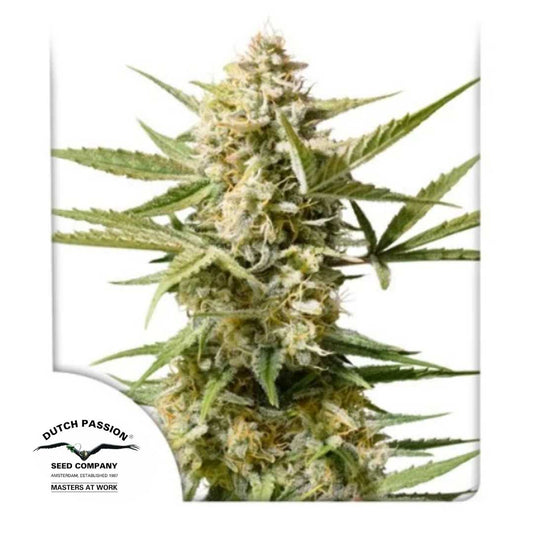 Auto Cinderella Jack Blüte mit dichten Harzknospen und kristallüberzogenen Blättern von Dutch Passion