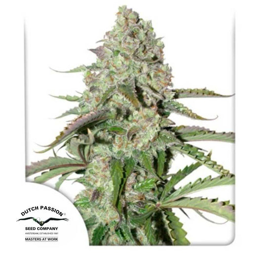 Dichte Auto Colorado Cookies Blüte mit harzigen Trichomen und bunten orangegrünen Akzenten.