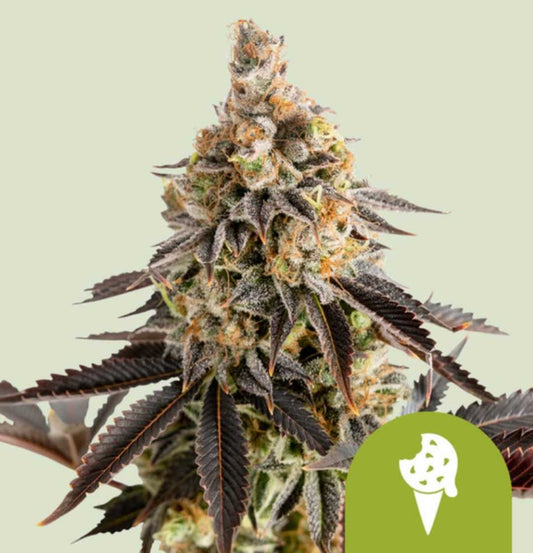 Harzige Auto Cookie Gelato Blüte mit dichten Buds und dunklen, gezackten Blättern